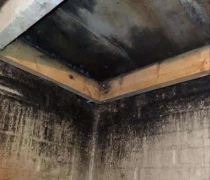 Black mold on cement walls near the top inside a cellar.